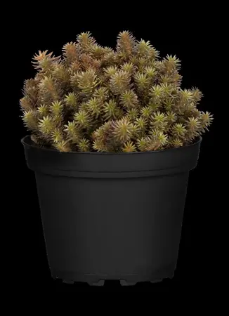 Sedum 'Chocolate Ball' - P9 - image 3