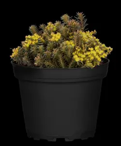 Sedum 'Chocolate Ball' - P9 - image 4