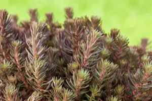 Sedum 'Chocolate Ball' - P9 - image 2