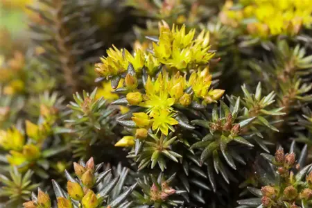 Sedum 'Chocolate Ball' - P9 - image 5
