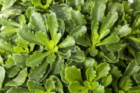 Sedum flor. 'Weihenstephaner Gold' - 1.5 Ltr pot - image 2