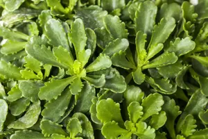 Sedum flor. 'Weihenstephaner Gold' - 1.5 Ltr pot - image 2