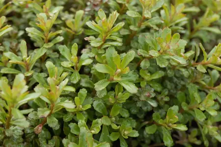 Sedum flor. 'Weihenstephaner Gold' - 1.5 Ltr pot - image 3