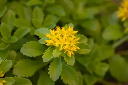 Sedum flor. 'Weihenstephaner Gold' - 1.5 Ltr pot - image 4