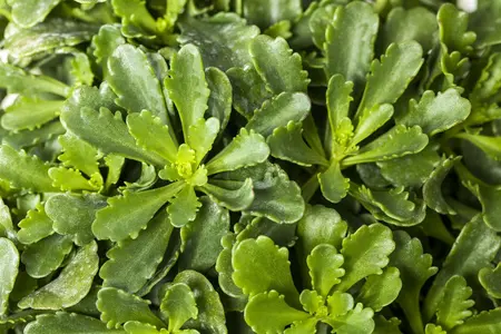 Sedum flor. 'Weihenstephaner Gold' - PLUG/CELGROWN 100 CEL TRAY - image 2