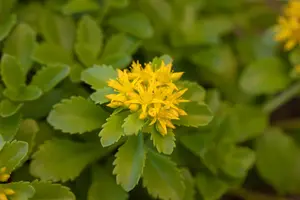 Sedum flor. 'Weihenstephaner Gold' - PLUG/CELGROWN 100 CEL TRAY - image 4