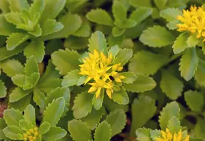 Sedum flor. 'Weihenstephaner Gold' - 1.5 Ltr pot - image 5