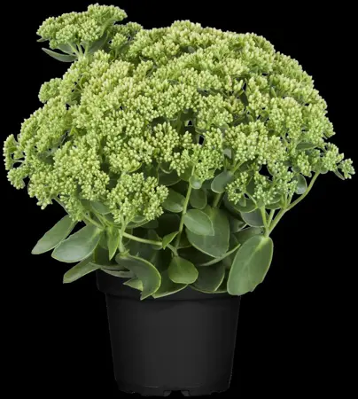 Sedum 'Herbstfreude'(Autumn Joy) - 2 Ltr pot - image 5