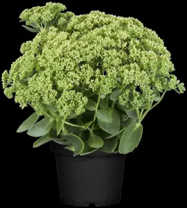 Sedum 'Herbstfreude'(Autumn Joy) - 2 Ltr pot - image 5