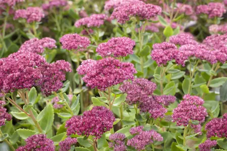 Sedum 'Herbstfreude'(Autumn Joy) - 2 Ltr pot - image 1