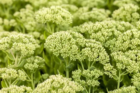 Sedum 'Herbstfreude'(Autumn Joy) - 2 Ltr pot - image 2