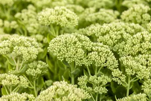 Sedum 'Herbstfreude'(Autumn Joy) - 2 Ltr pot - image 2