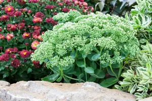 Sedum 'Herbstfreude'(Autumn Joy) - 2 Ltr pot - image 3