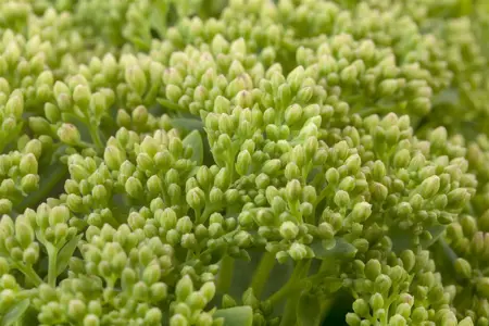 Sedum 'Herbstfreude'(Autumn Joy) - 2 Ltr pot - image 4