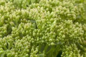 Sedum 'Herbstfreude'(Autumn Joy) - 2 Ltr pot - image 4