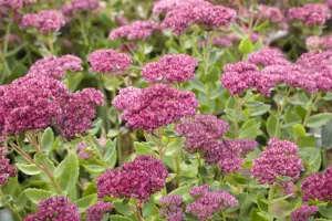 Sedum 'Herbstfreude'(Autumn Joy) - 3 Ltr pot - image 5