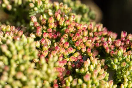 Sedum 'Herbstfreude'(Autumn Joy) - 1.5 Ltr pot - image 5