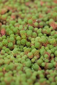 Sedum hispanicum - P13 - image 2