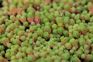 Sedum hispanicum