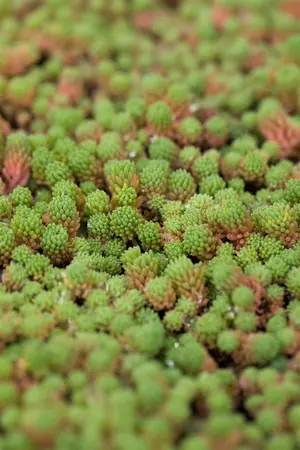 Sedum hispanicum 'Aureum' - P13 - image 2