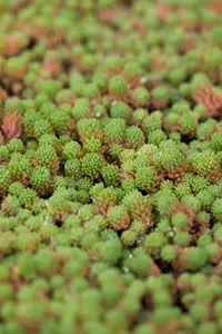 Sedum hispanicum 'Aureum' - P13 - image 2