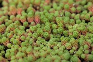 Sedum hispanicum 'Aureum' - P13 - image 1