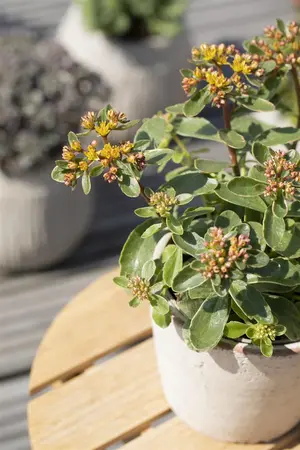 Sedum kamtsch. 'Variegatum' - PLUG/CELGROWN 100 CEL TRAY - image 2
