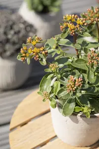 Sedum kamtsch. 'Variegatum' - PLUG/CELGROWN 100 CEL TRAY - image 2