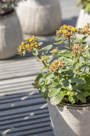 Sedum kamtsch. 'Variegatum' - PLUG/CELGROWN 100 CEL TRAY - image 3