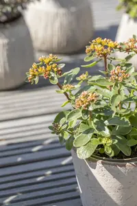 Sedum kamtsch. 'Variegatum' - PLUG/CELGROWN 100 CEL TRAY - image 3