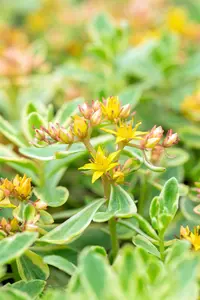 Sedum kamtsch. 'Variegatum' - PLUG/CELGROWN 100 CEL TRAY - image 5