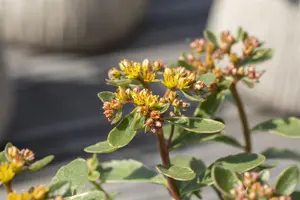 Sedum kamtsch. 'Variegatum' - PLUG/CELGROWN 100 CEL TRAY - image 1