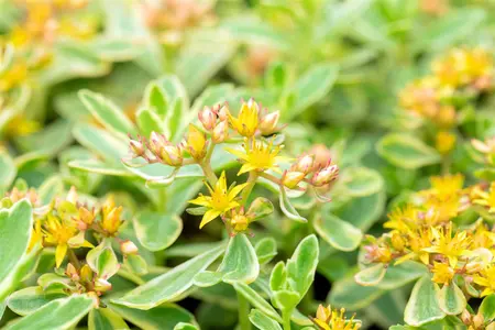 Sedum kamtsch. 'Variegatum' - PLUG/CELGROWN 100 CEL TRAY - image 4