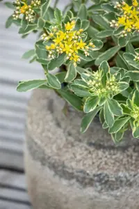 Sedum kamtschaticum - P9 - image 2