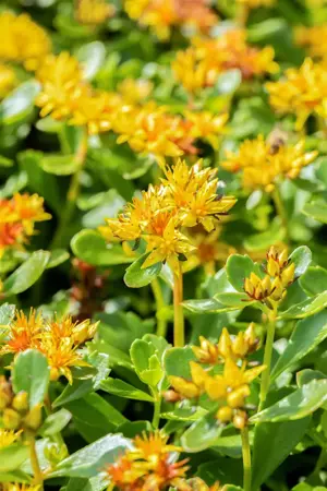 Sedum kamtschaticum - P9 - image 5