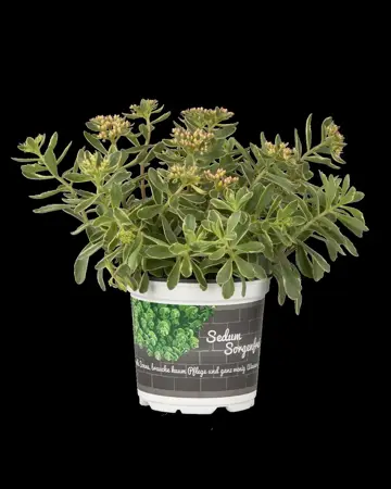 Sedum kamtschaticum - P9 - image 3
