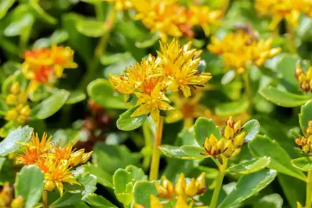 Sedum kamtschaticum - P7 - image 4