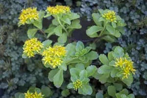 Sedum kamtschaticum - P9 - image 1