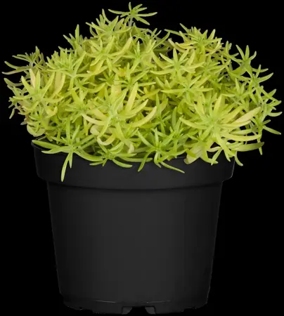 Sedum 'Lemon Ball'?  - P9 - image 2
