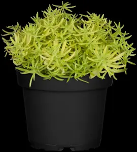 Sedum 'Lemon Ball'?  - P9 - image 2