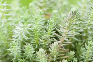 Sedum 'Lemon Ball'? 
