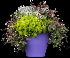 Sedum 'Lemon Ball'?  - P9 - image 3