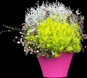 Sedum 'Lemon Ball'?  - P9 - image 5