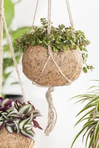 Sedum makinoi - P11 - image 3