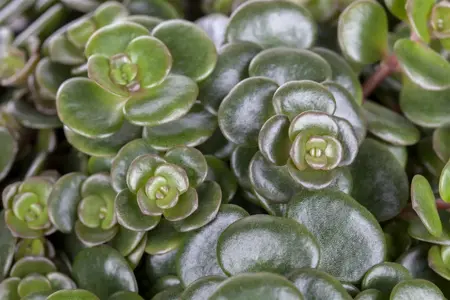 Sedum makinoi - P11 - image 1