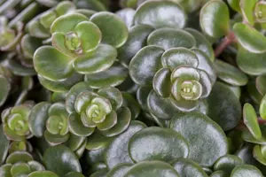 Sedum makinoi