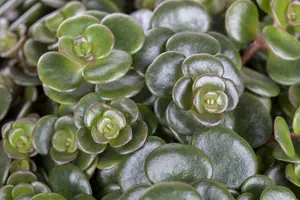 Sedum makinoi - P9 - image 1