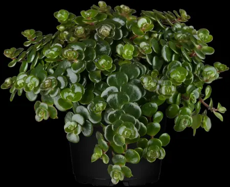 Sedum makinoi - P11 - image 2