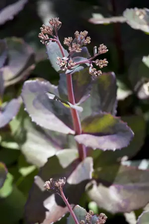 Sedum 'Matrona' - 2 Ltr pot - image 1