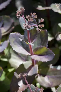 Sedum 'Matrona'